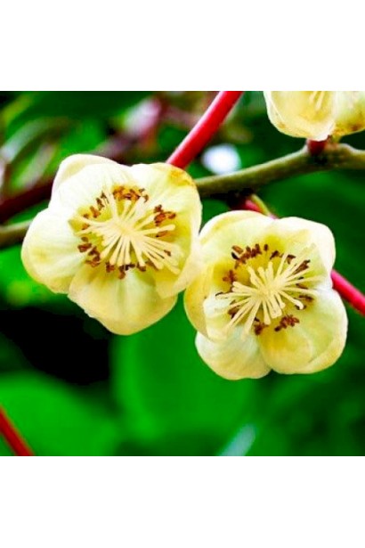 Актинидия аргута Дон Жуан мужская (опылитель) | Actinidia arguta Don Juan | Актинідія аргута Дон Жуан чоловіча (опилювач)